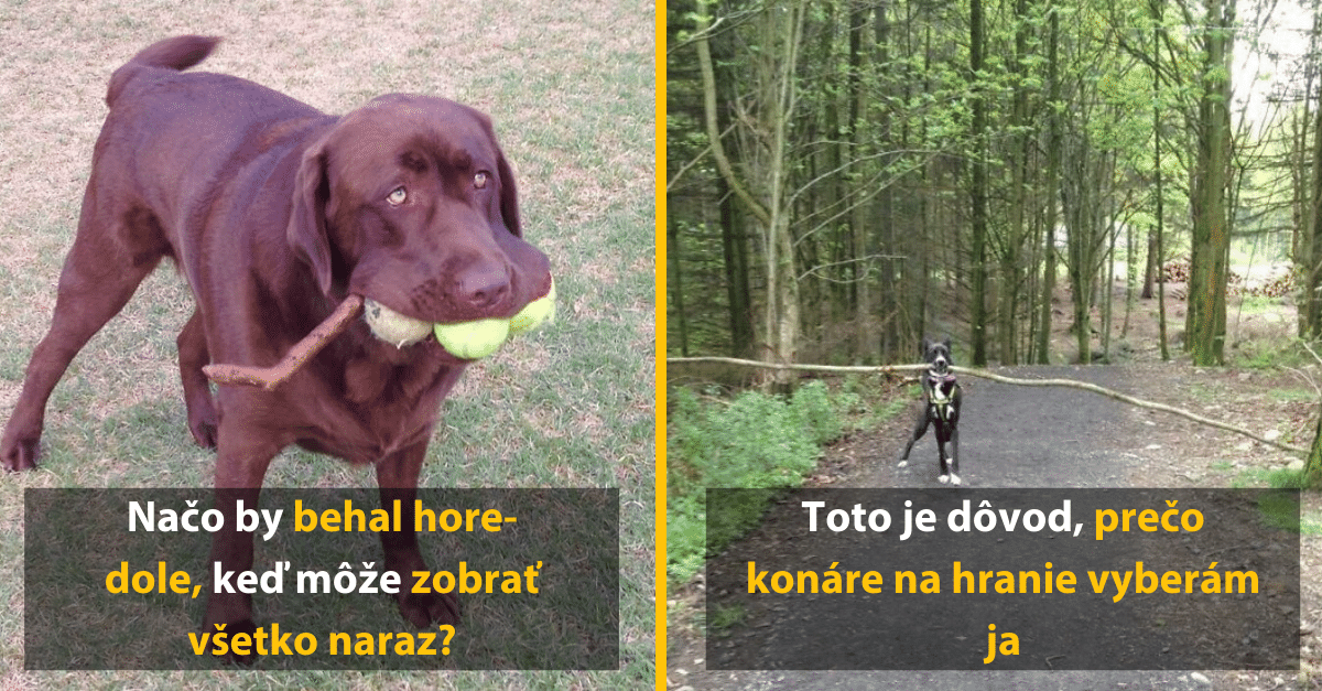 Vtipné fotky psov, ktorým zlyhal systém