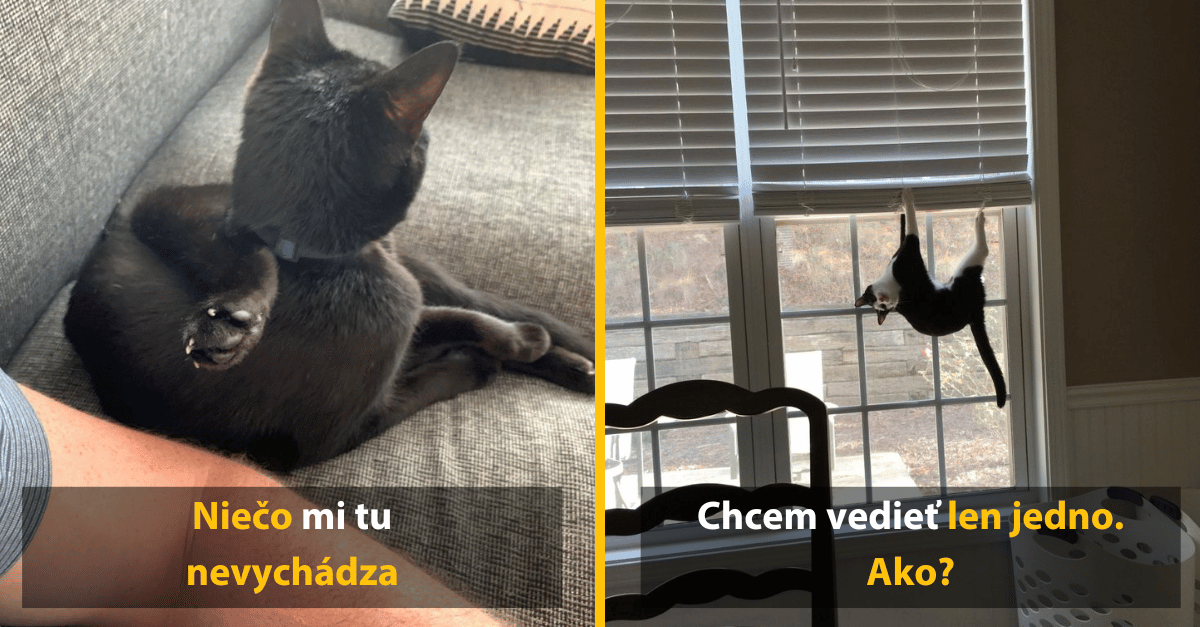 Mačky, ktoré popierajú zákony fyziky