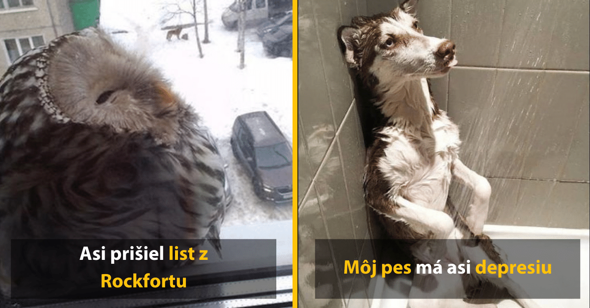 10 vtipných prekvapení, ktoré našli po príchode domov