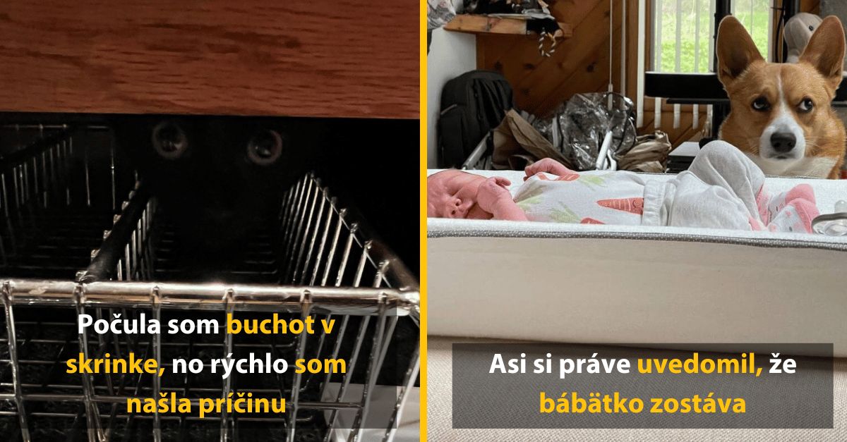 10 dôkazov, že so zvieratami sa nedá nudiť