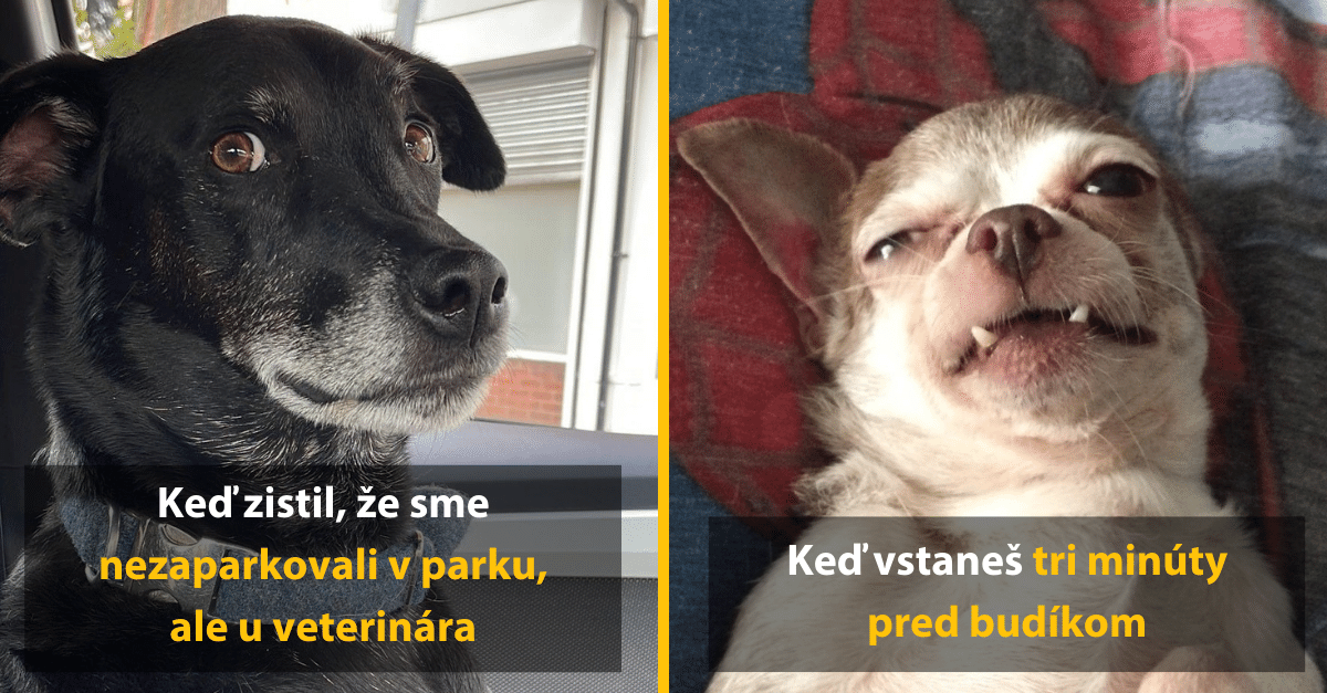 10 zvierat, ktoré by si zaslúžili Oscara za herecký výkon