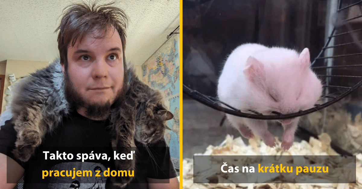 Našli spať zvieratá v rozkošných polohách a podelili sa o to na internete