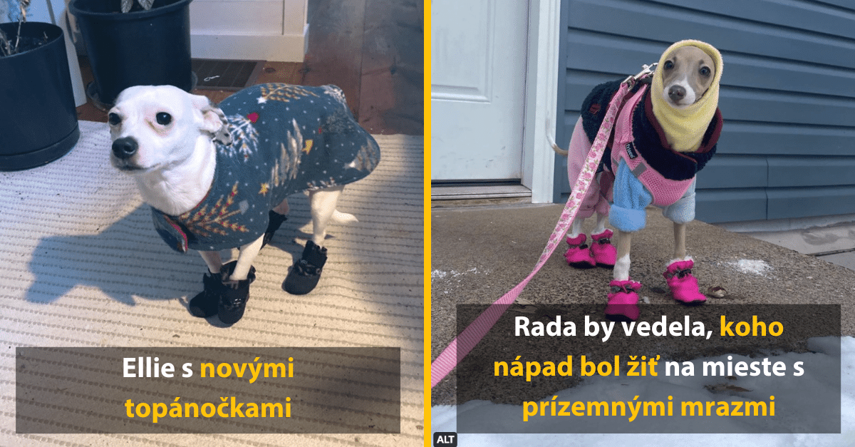 10 psov, ktorí by najradšej žili niekde na Havaji