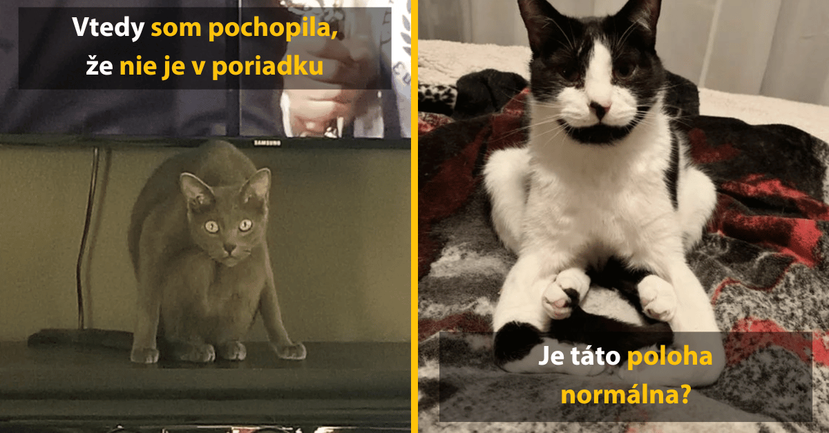 Vtipné fotky mačiek, ktorým sa prehrial mozog