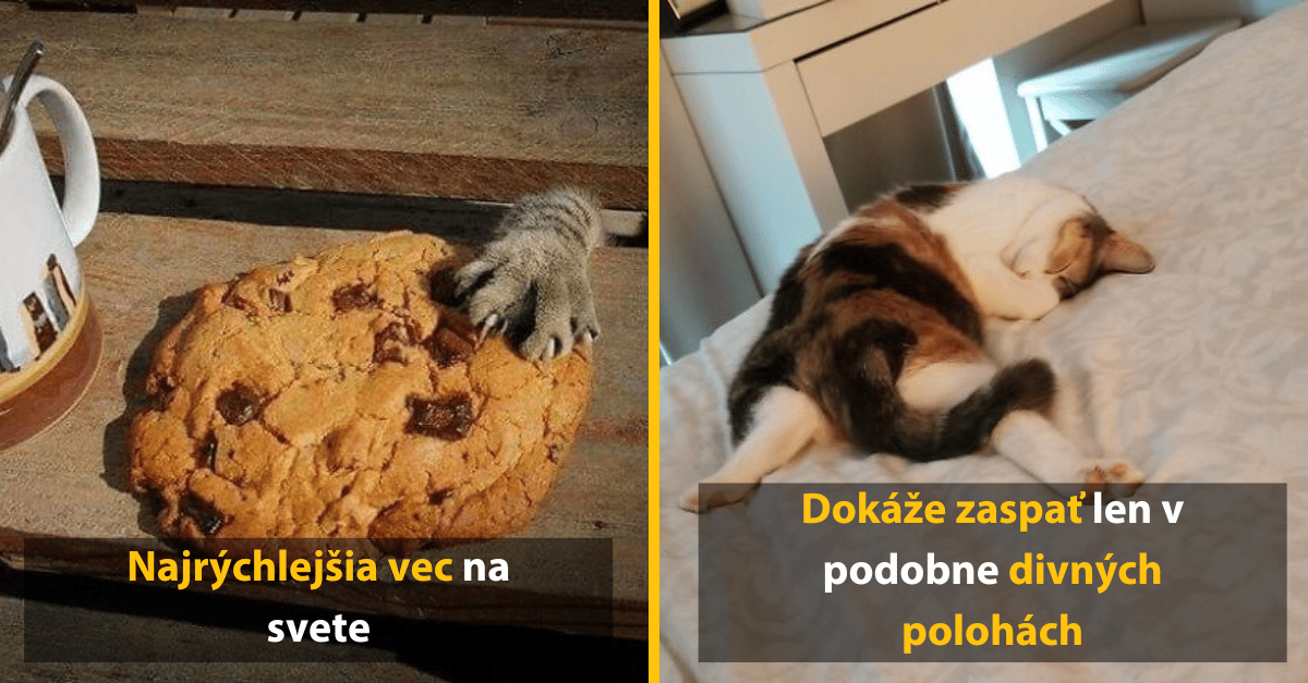 Ako vyzerá život s najväčším hercom z ríše zvierat? To ti ukáže týchto 10 ľudí