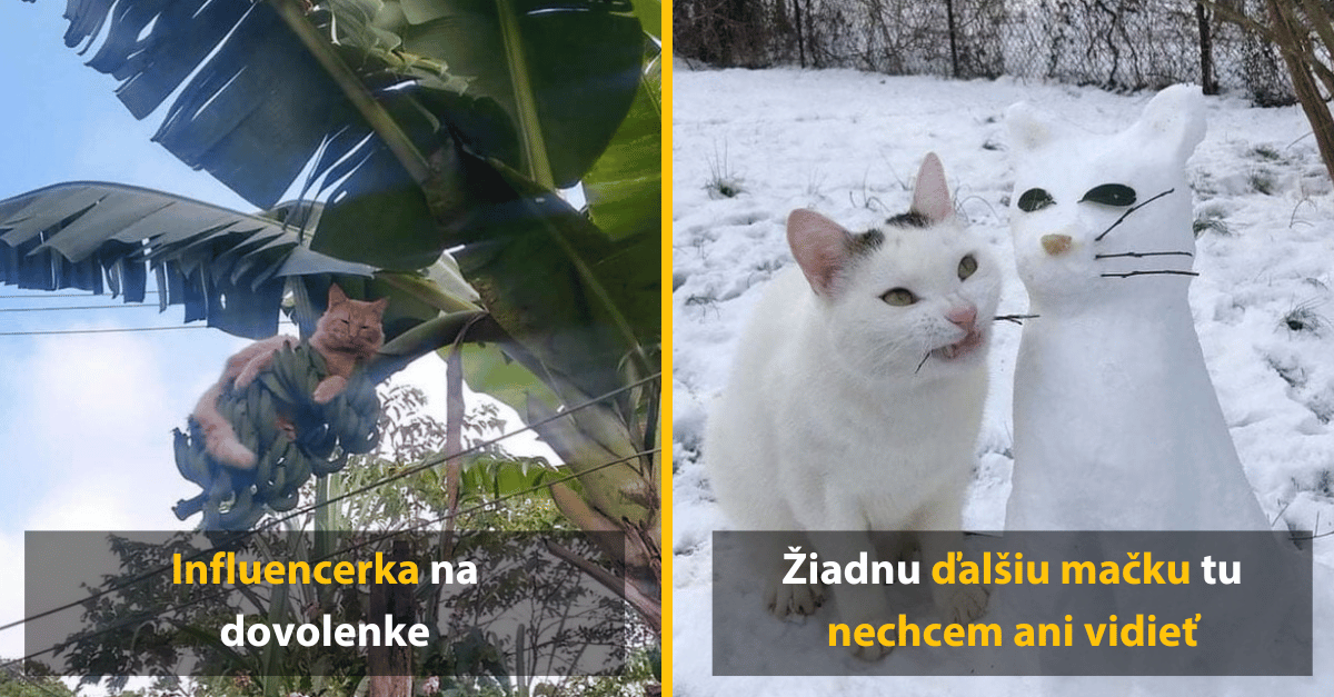 Vtipné fotky mačiek, ktoré si zaslúžia uzrieť svetlo sveta