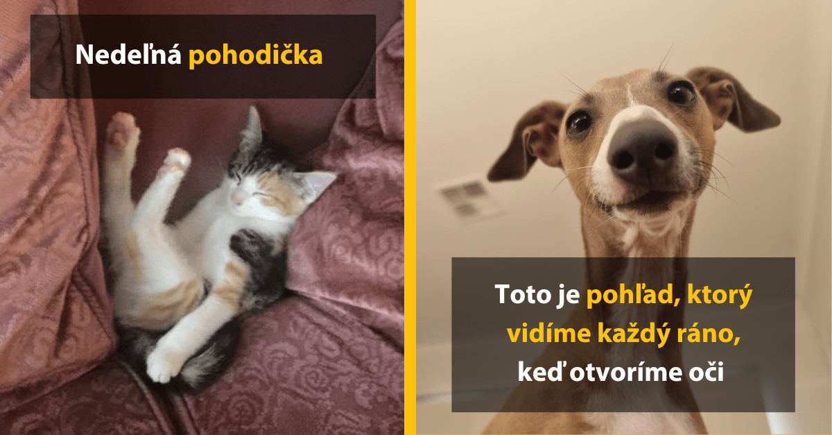 13 rozkošných fotiek domácich miláčikov, ktoré vás pohladia na duši