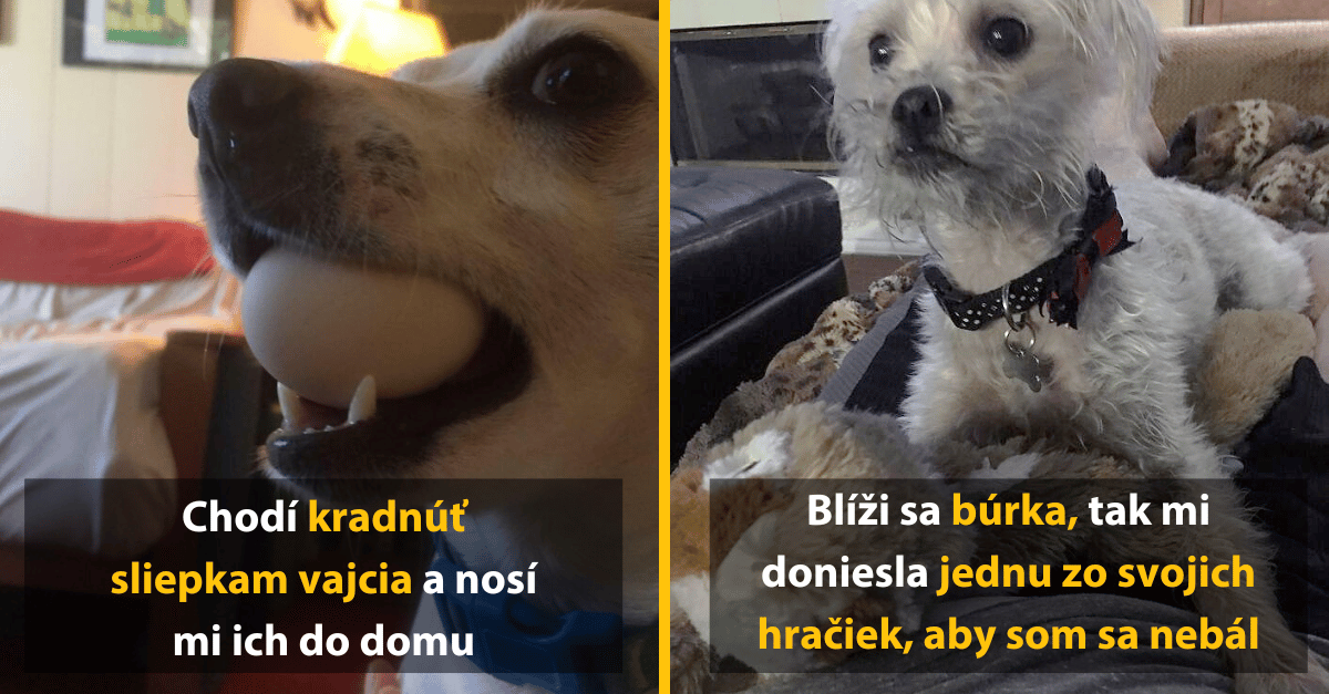 Domáce zvieratá, ktoré prekvapili svojich majiteľov nečakanými darčekmi