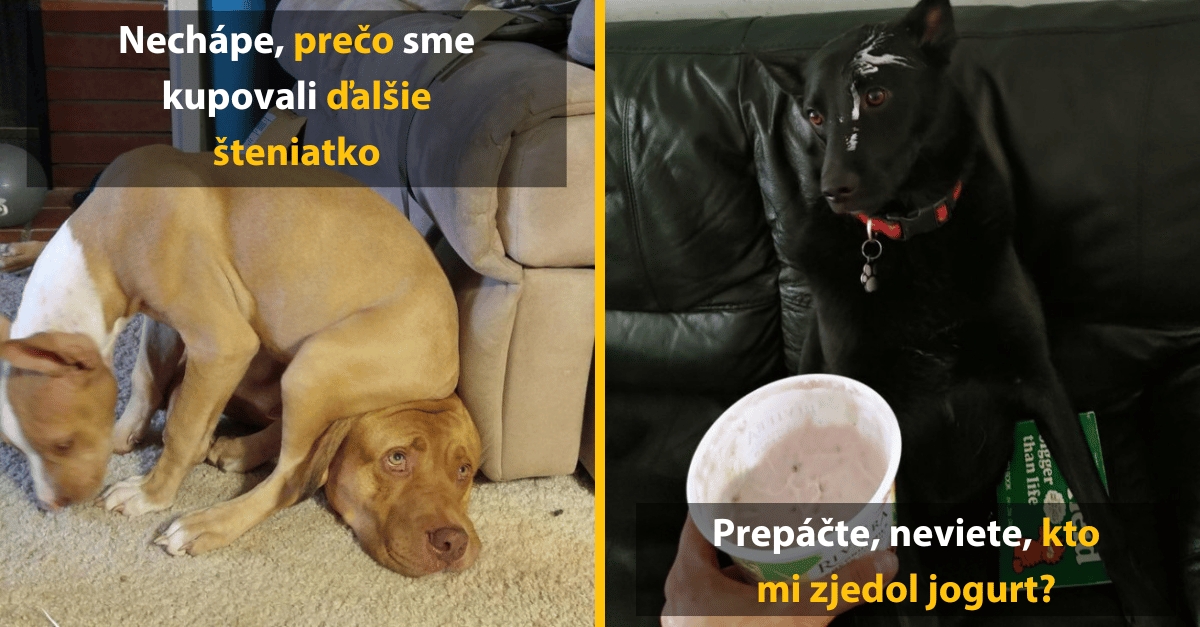 Zvieratá, ktoré svojich majiteľov obrali o ilúzie, že ich dobre vychovali