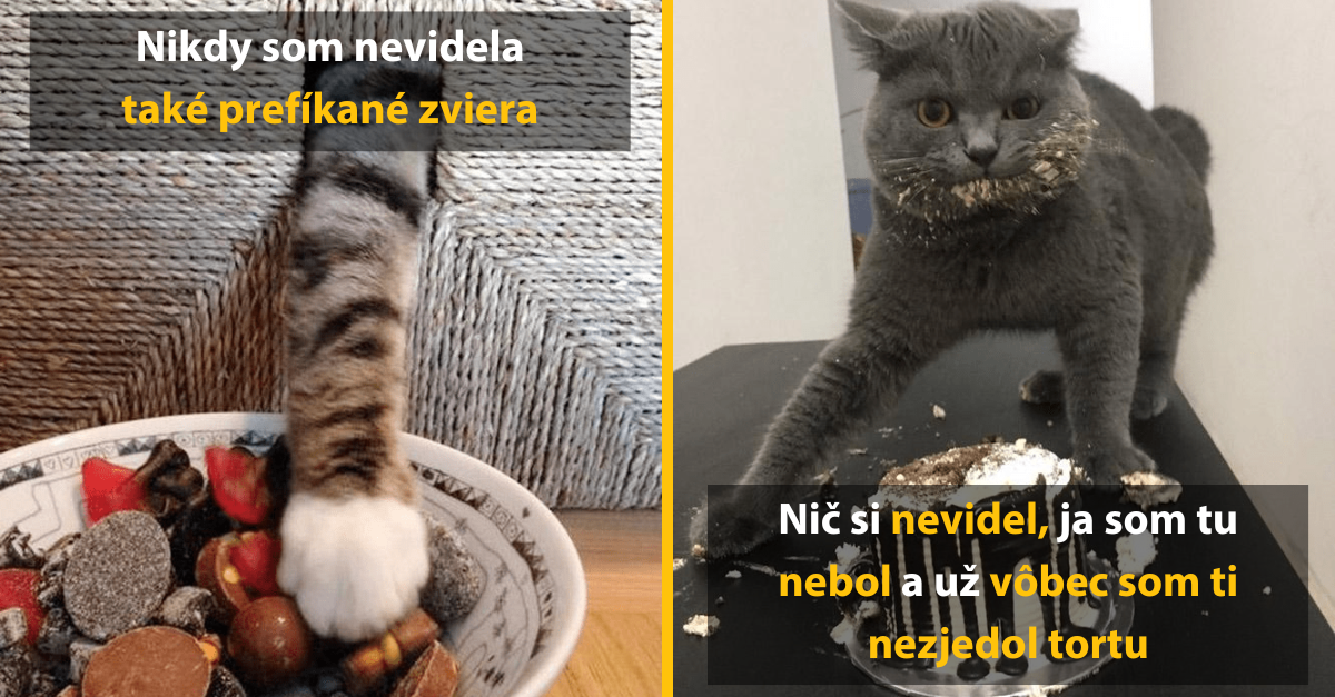 Vtipné fotky mačiek, ktoré boli prichytené pri niečom, čo by nemali robiť
