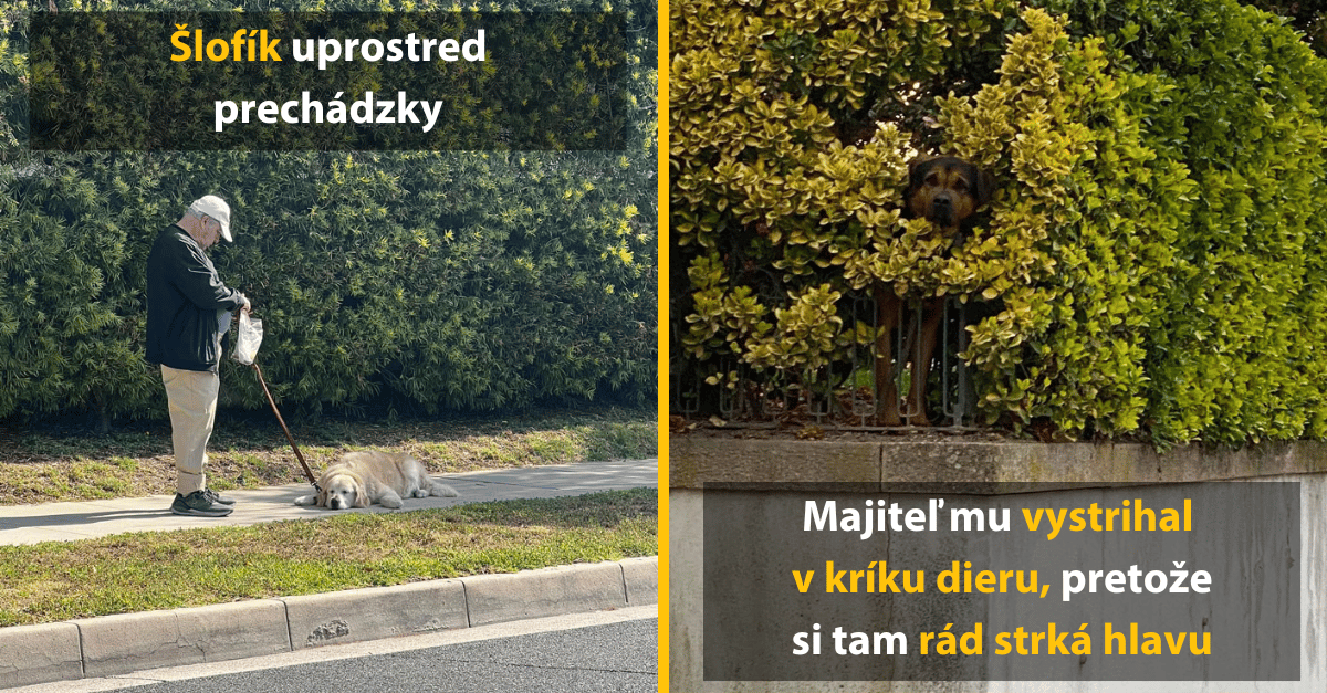 Rozkošné fotky psov, ktoré ti zlepšia deň