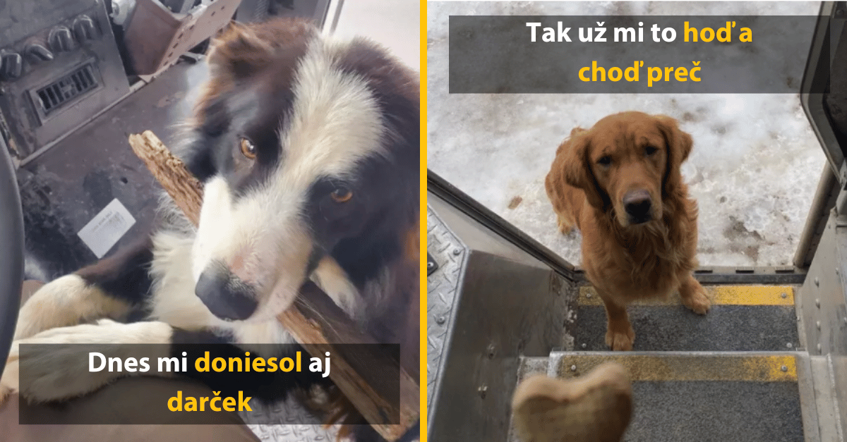 Rozkošné fotky psov, ktorí sa zaľúbili do kuriérov