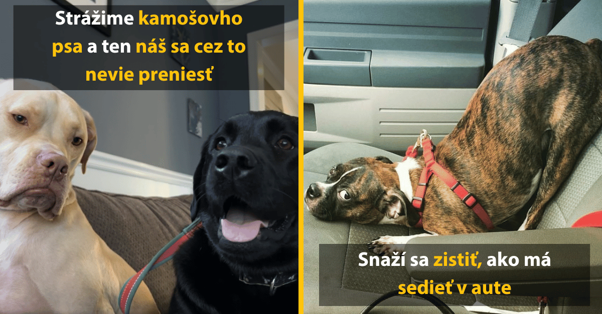 10 dôvodov, prečo by si si mal určite zaobstarať domáceho maznáčika