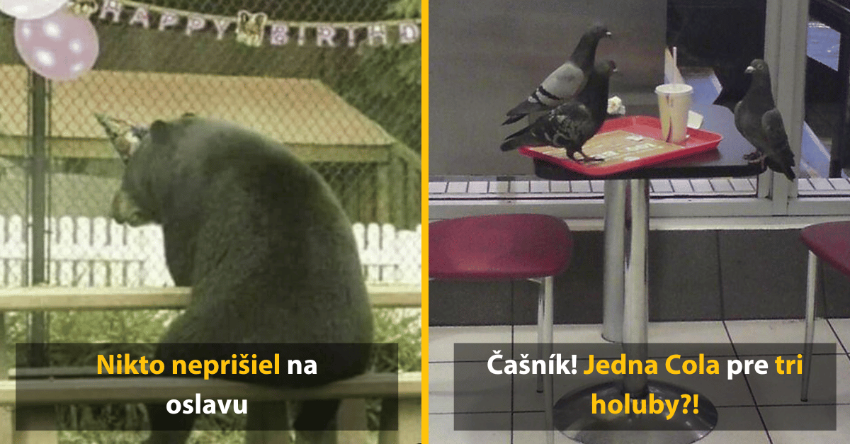 Vtipné zábery zvierat zachytené na miestach, kde by nemali byť