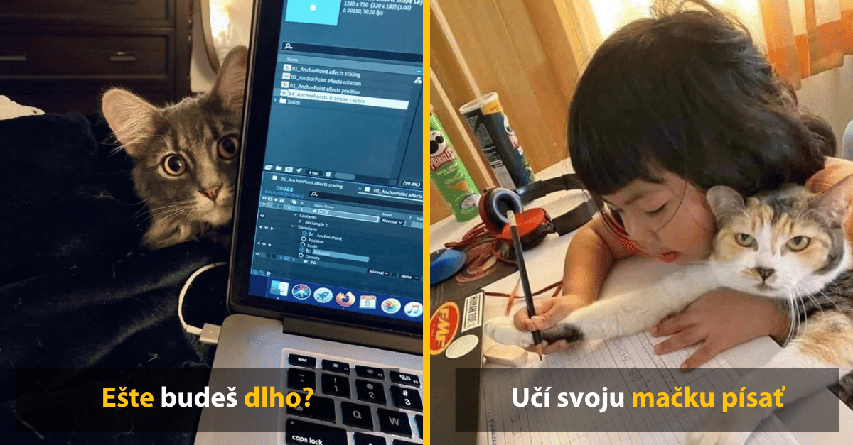 10 dôkazov, že bez zvierat by bol svet len jedno prázdne a nudné miesto