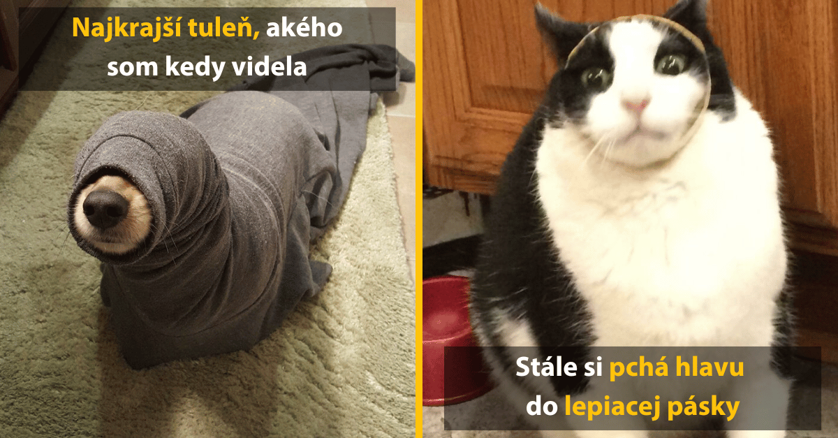 10 vtipných fotiek zvierat, ktoré uviazli v nezvyčajných pasciach