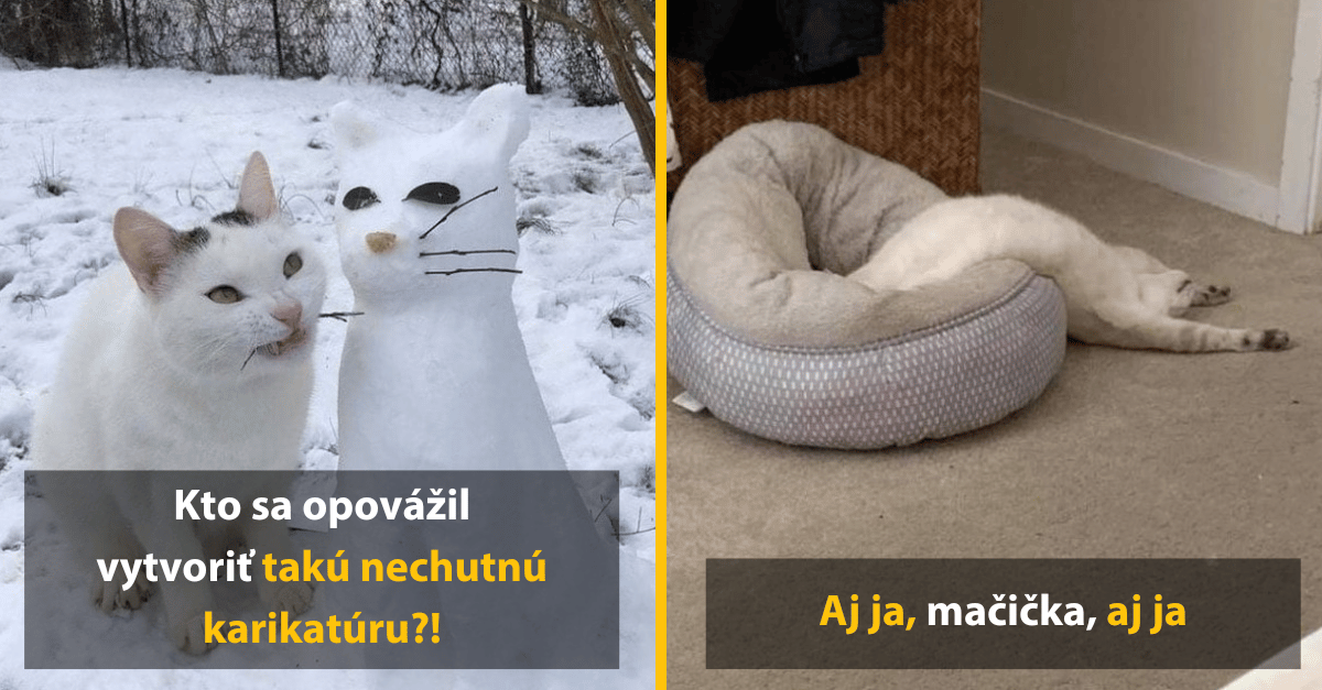 10 dôkazov, že neexistuje divnejšie stvorenie než mačka
