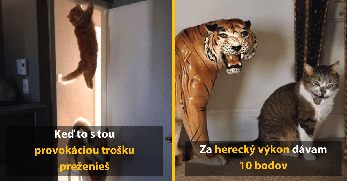 Dokonale načasované fotky, ktoré ukazujú, aké sú mačky čísla