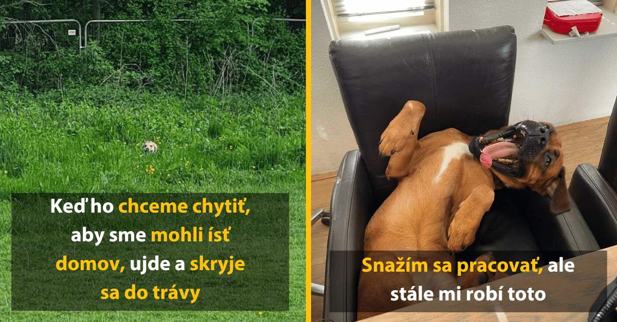 Ľudia sa podelili o vtipné fotky svojich psov a tu je 10 najlepších