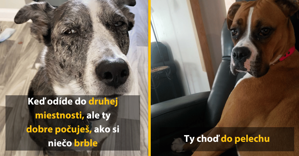 10 psov s nesúhlasným pohľadom, ktoré ti zlepšia deň