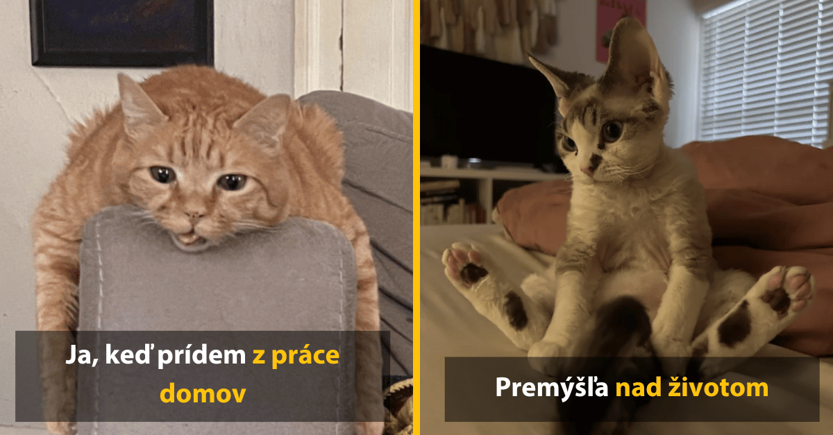 10 mačiek, ktoré podľa všetkého prežívajú existenciálnu krízu