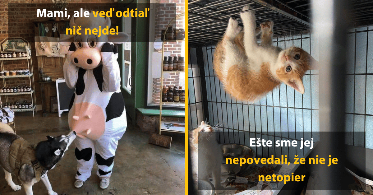 10 dôkazov, že bez zvierat by bol život jedna veľká nuda