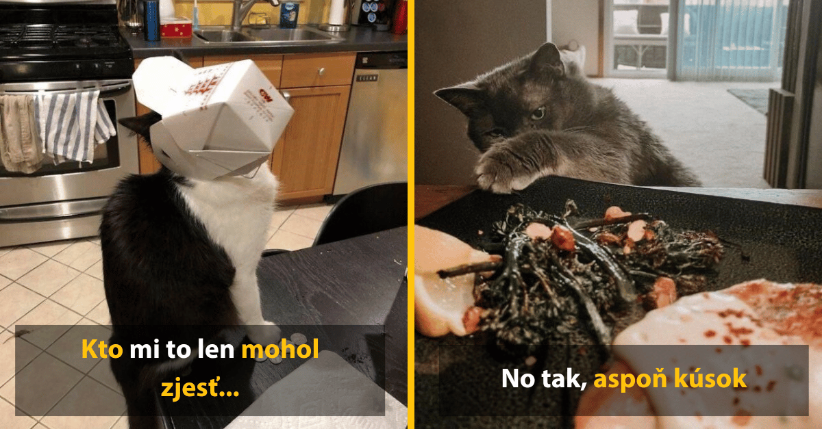 10 mačiek, ktoré kradli jedlo a vznikli z toho perfektné zábery