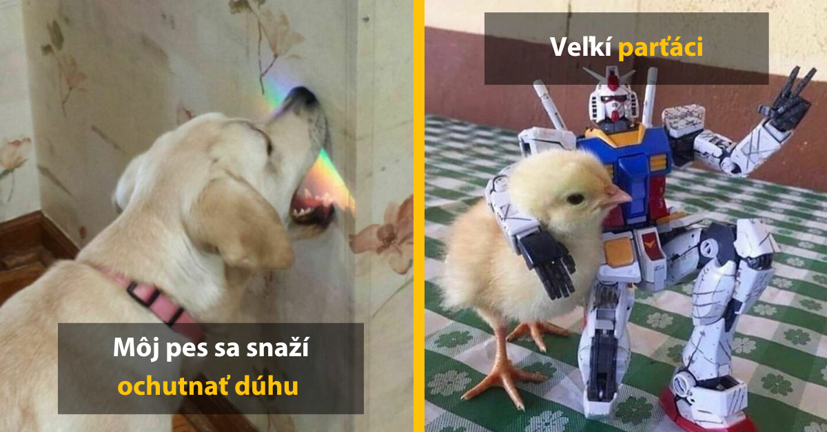 14 netradičných fotiek zvierat, ktoré vám zlepšia váš deň #1