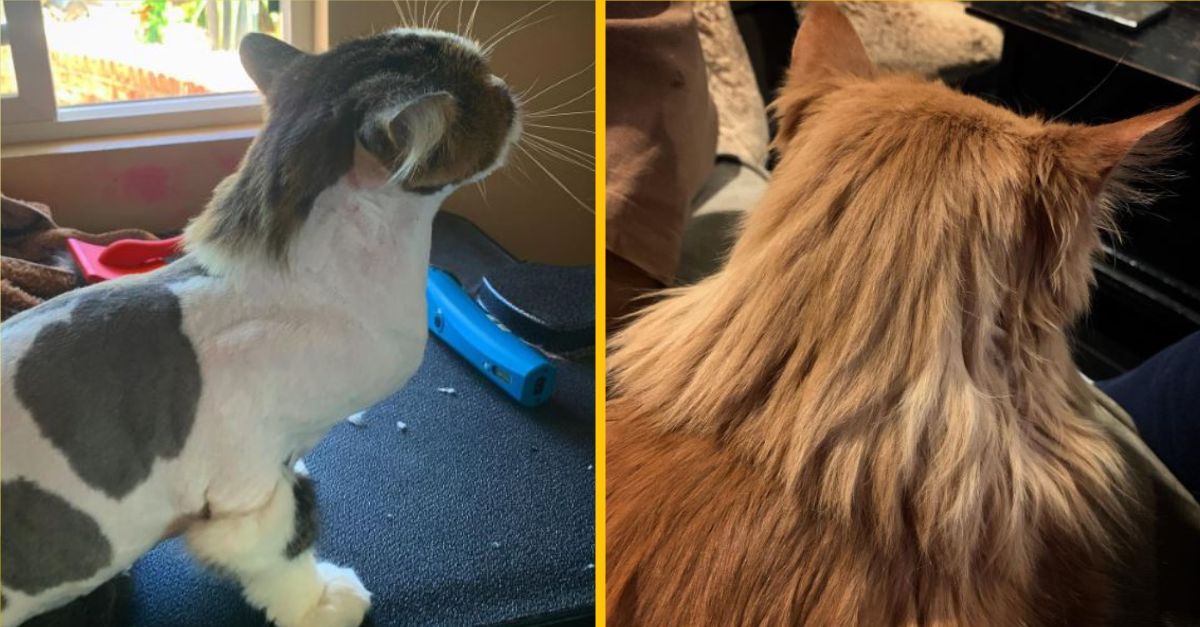 Týchto 10 mačiek vás zaručene očarí svojim mullet účesom