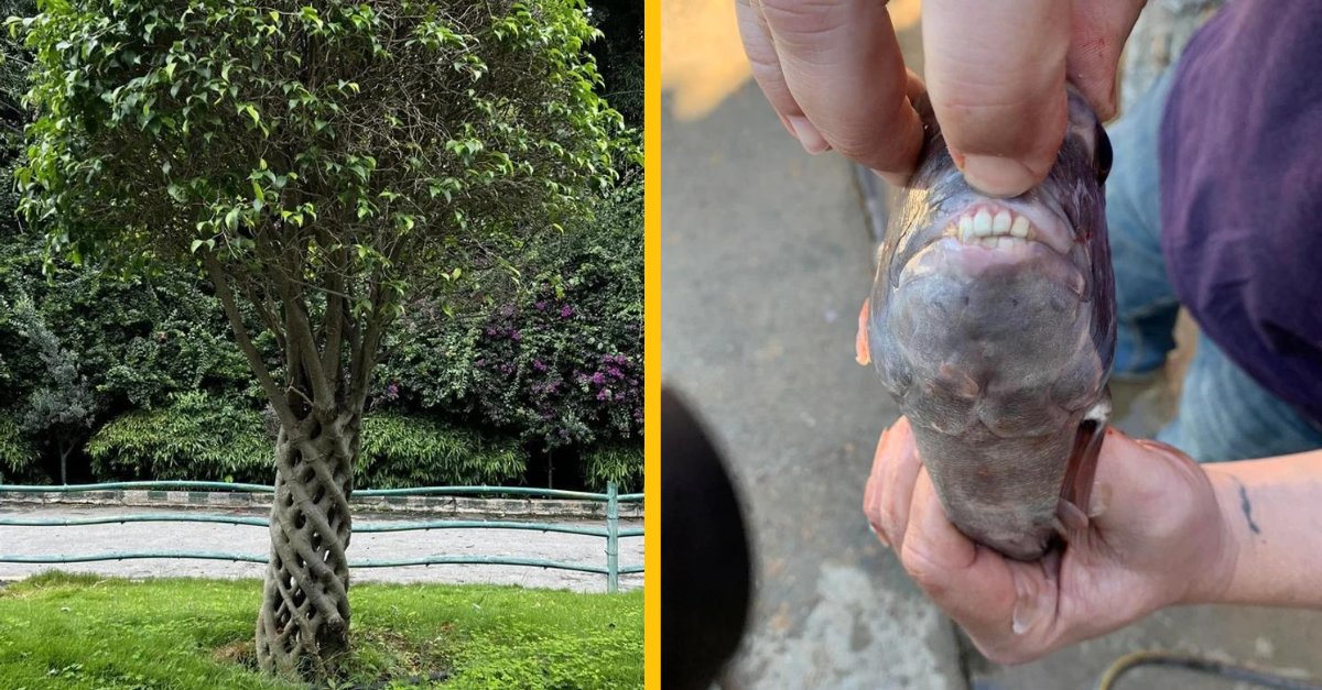 13 fotiek ukazujúcich, aká dokáže byť príroda kreatívna
