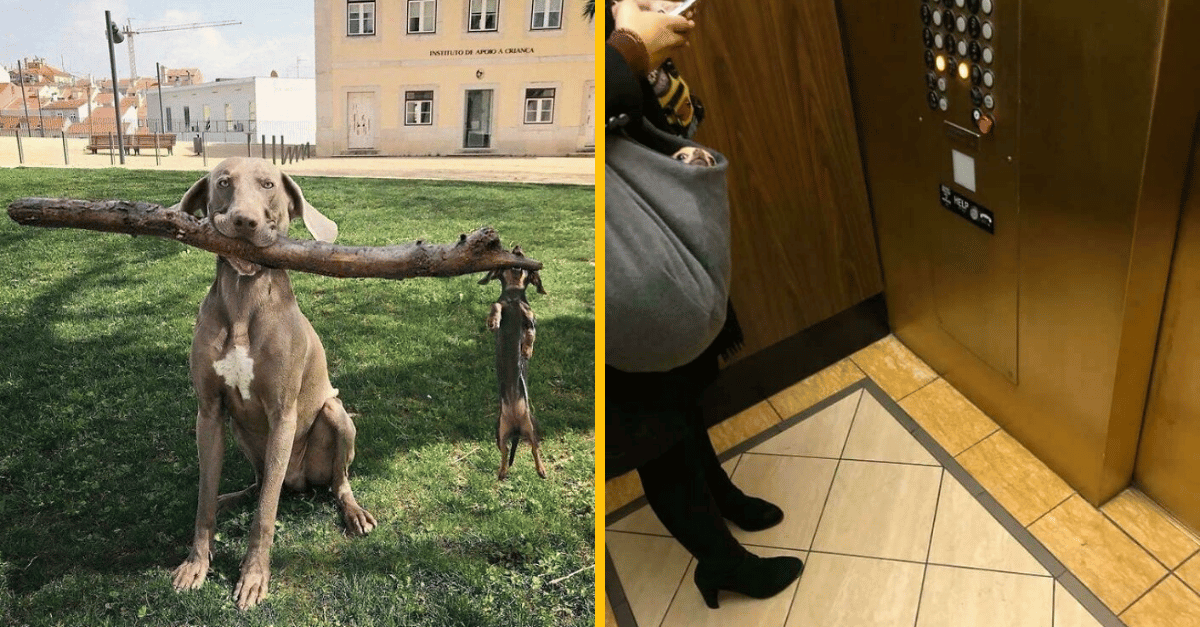 12 fotiek, ktoré ti preveria zrak! Všimneš si tie detaily?