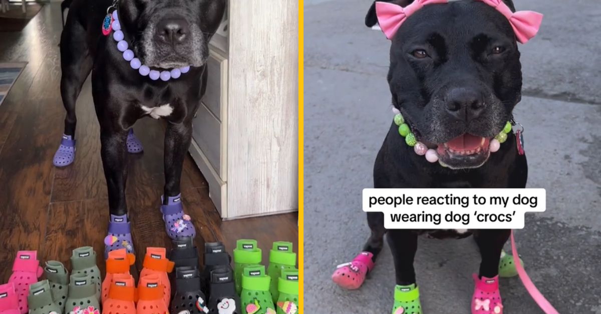 Pitbull pobavil internet. Na prechádzky totiž nosí vlastné kroksy