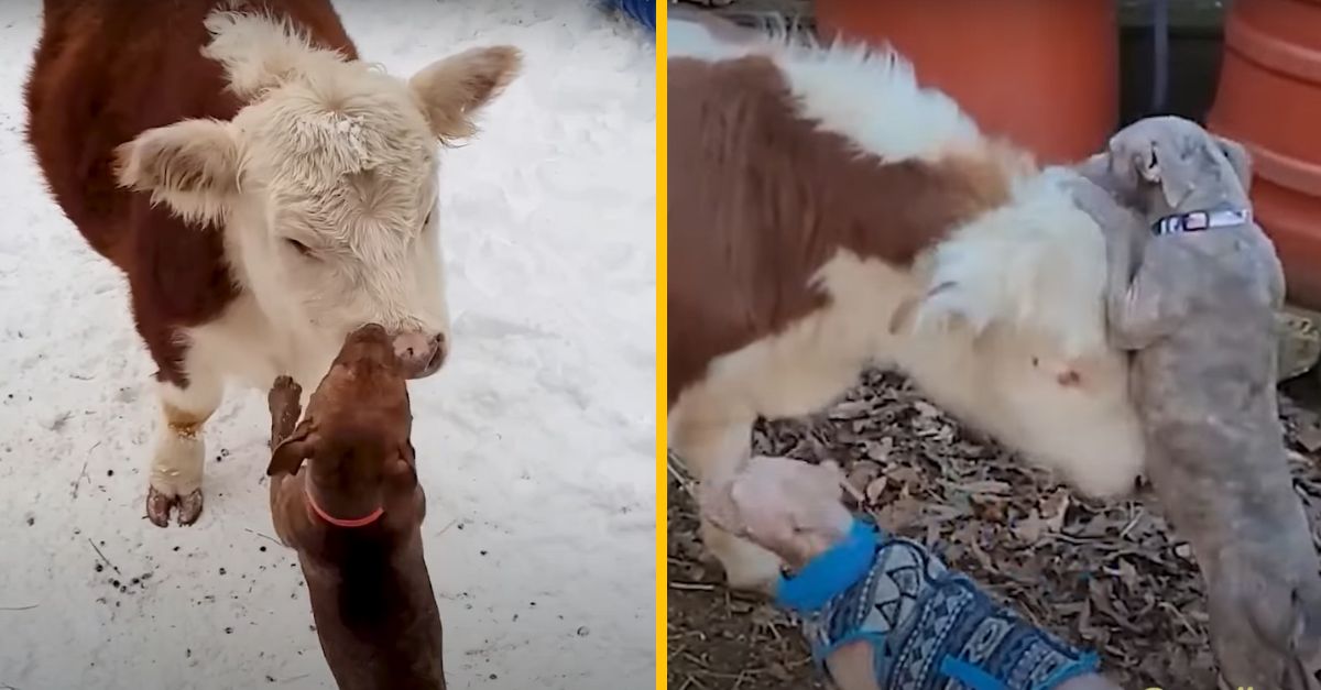 Krava Haru vyrástla medzi psami a teraz si tiež myslí, že je pes. Neuveríte, čo všetko dokáže