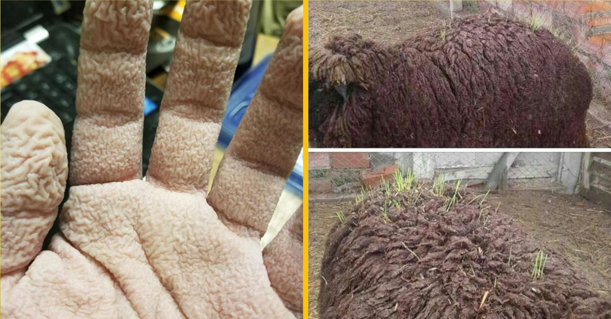 Fotografie vzácnych situácií, ktoré sa stanú len raz za život