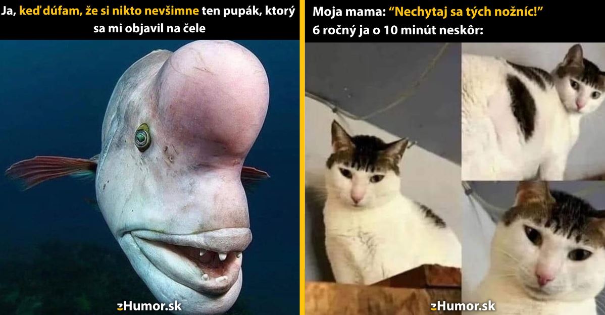 Zopár memečiek, ktoré vznikli, aby ti spríjemnili deň #1344: Určite si to nikto nevšimne.