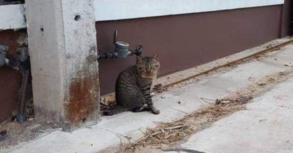 Stratená mačka sa vrátila s odkazom na krku. Náhle sa príbeh jej zmiznutia skomplikoval