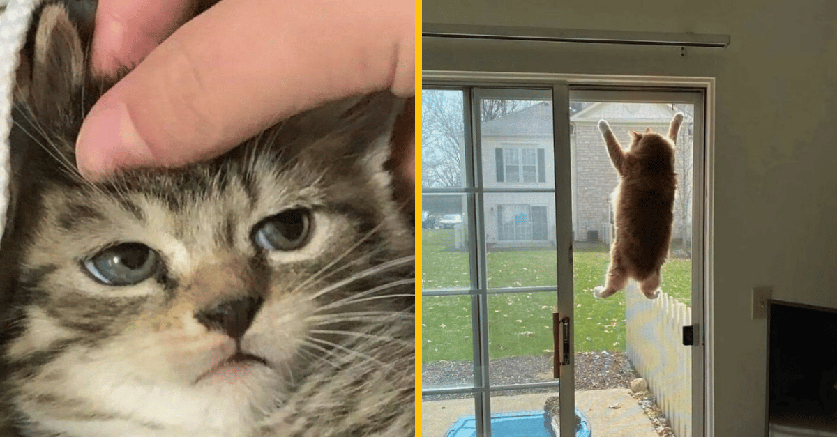 10+ bizarných fotografií, ktoré ťa vytrhnú z pazúrov nudy
