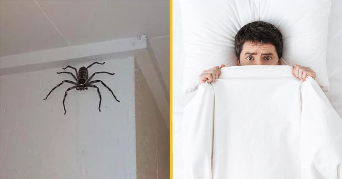 Tento muž nechal rok vo svojom dome žiť obrovského pavúka o veľkosti jeho tváre
