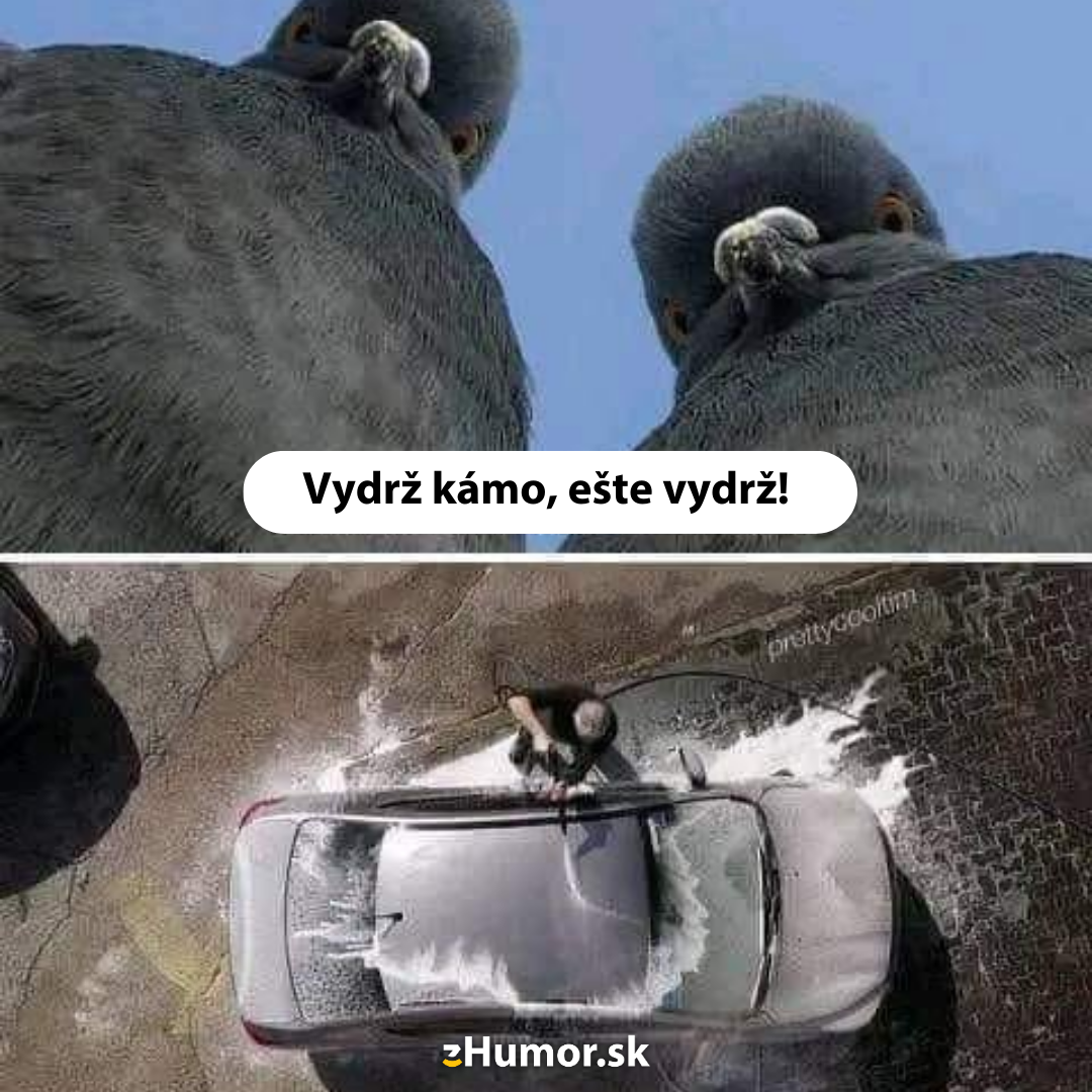 Holuby a ich taktika
