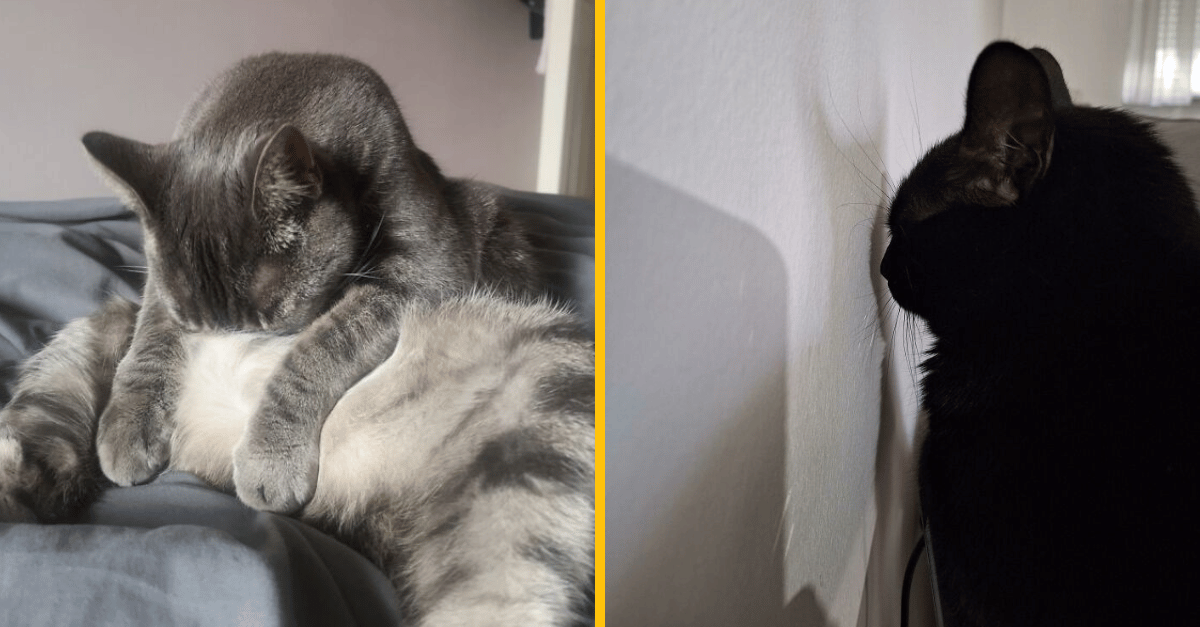 10 vtipných fotografií mačiek, ktorým sa zrejme prehrial mozog