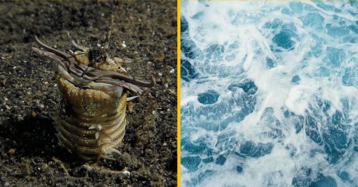 Najdesivejší živočích v oceáne desí ľudí – budete mať z neho nočné mory!