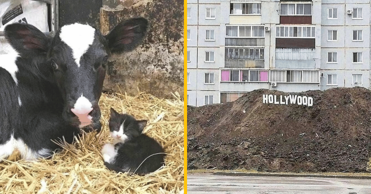 10 bizarných fotografií, ktoré ti zlepšia deň