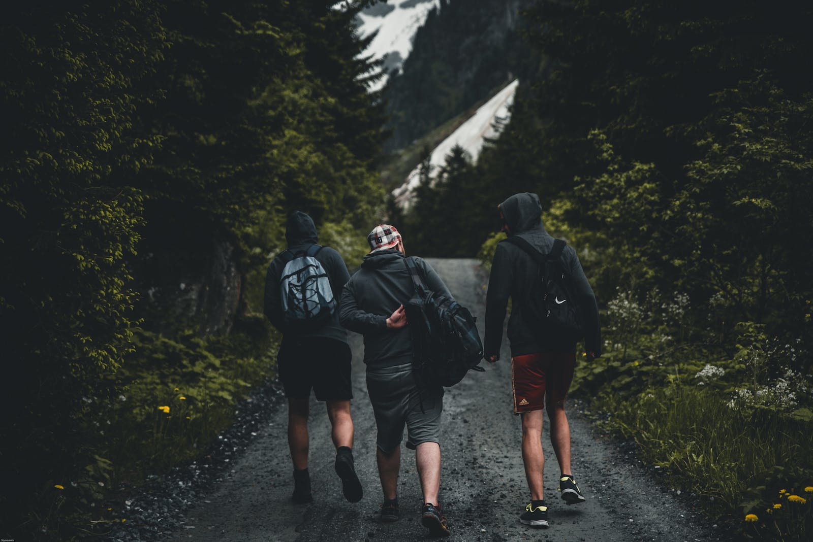 Three Men Walking on Road Between Tall Trees
