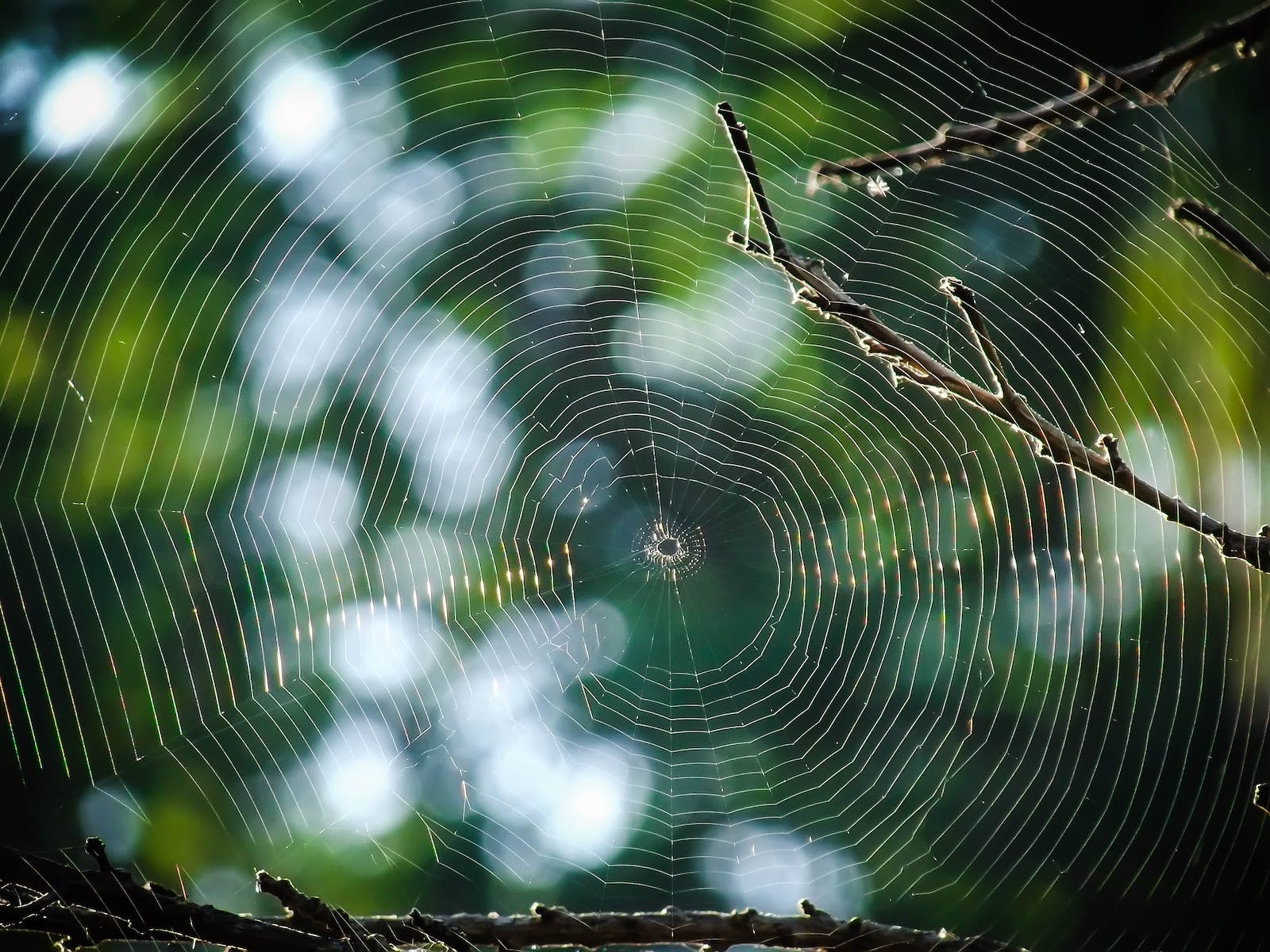 Macro Photography of Spider Web