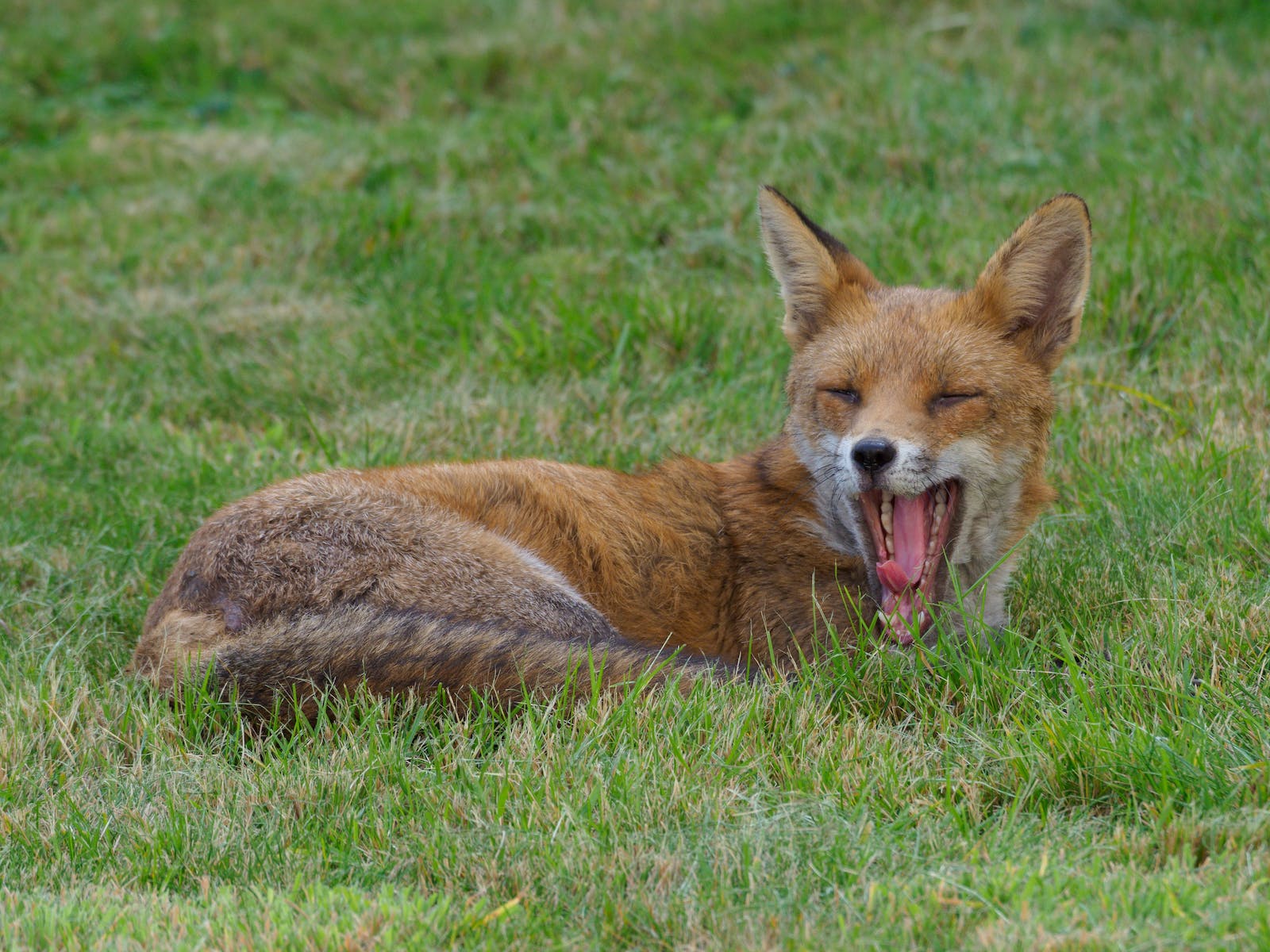 Photo of a Fox on the Grass Yawning