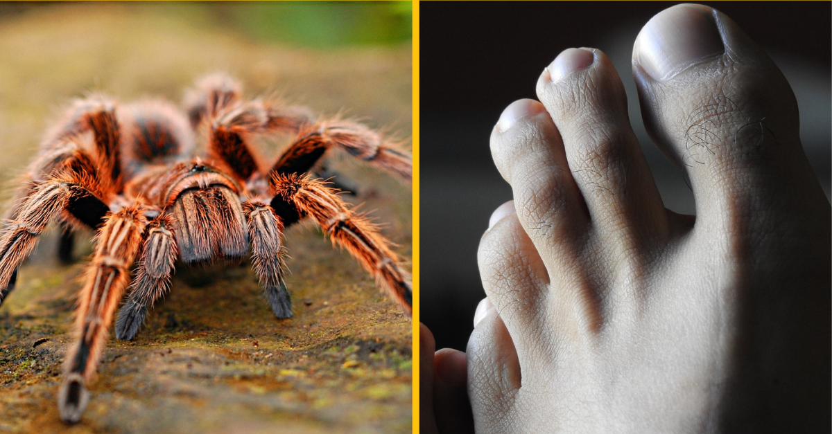 Pavúk nakládol vajíčka do mužovho palca počas výletnej plavby