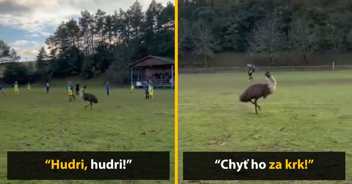 Toto ste ešte nevideli! V obci Čechy prerušil futbalový zápas pštros. Kričali, nech mu dajú dres
