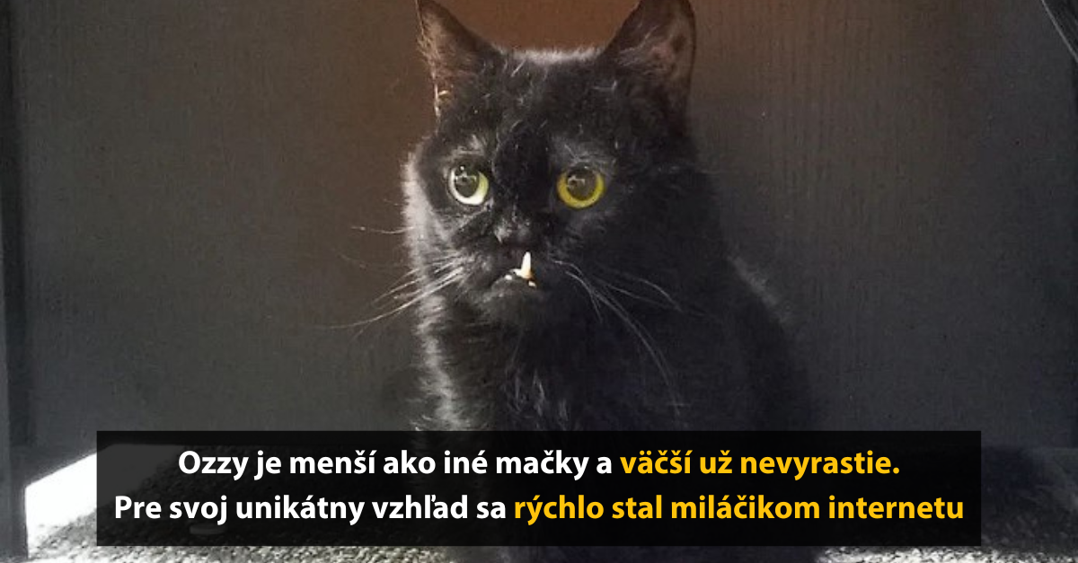Zvierací útulok má nový prírastok. Mačku s nezvyklou poruchou, ktorá spôsobila jej unikátny vzhľad