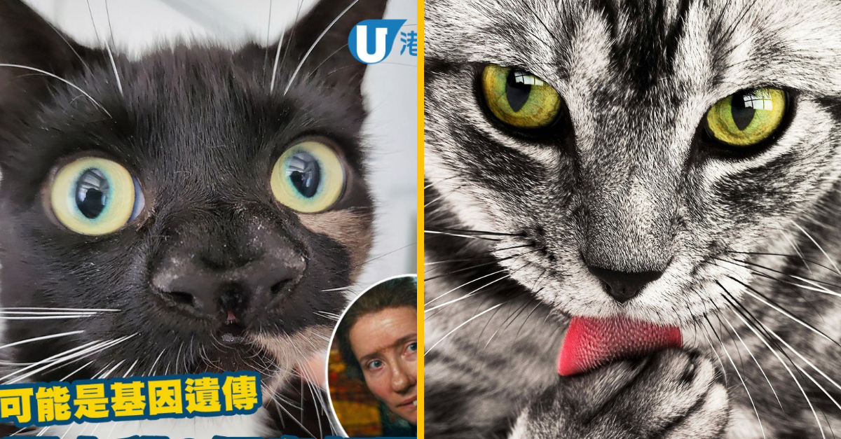 Jedinečná mačka s dvoma nosmi je určená na adopciu