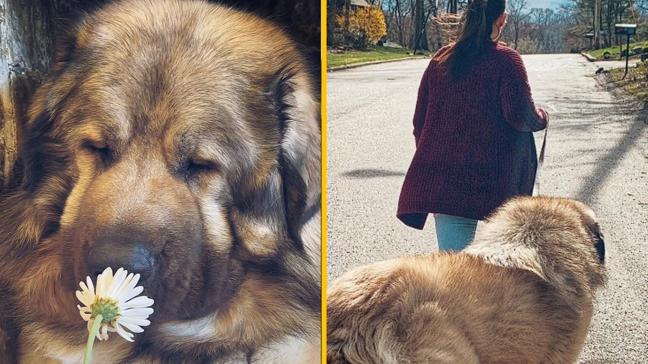 Rodina z Bostonu ukazuje, aké je to žiť s kaukazským ovčiakom. Jeho veľkosť vás dostane
